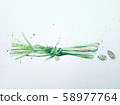 Lemon grass 58977764