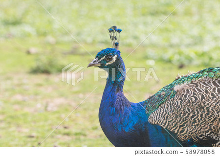 The Indian peafowl 58978058