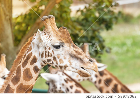 Portrait of Rothschild Giraffes outdoors Portrait of Rothschild Giraffes outdoors 58978062