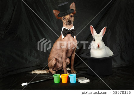 Thoroughbred Xoloitzcuintli dog dressed as a 58978336