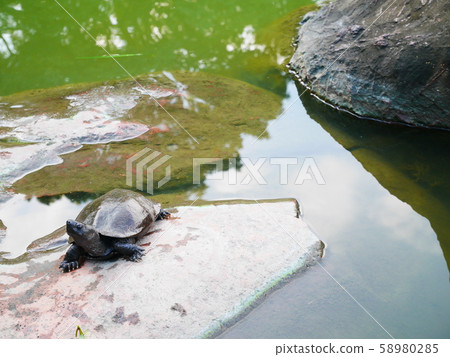 石頭和烏龜 58980285