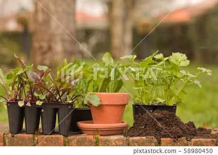 vegetable seedlings in tub with earth and pot  58980450