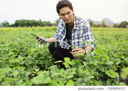 Smart farmers are monitoring crop growth. 58980453