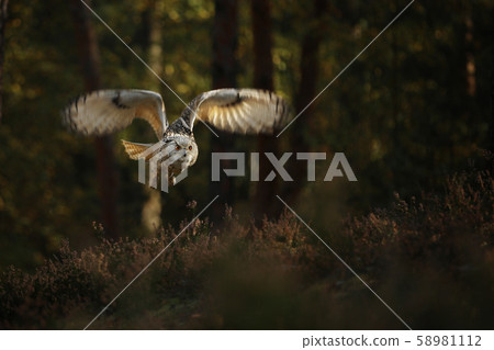 Flying Eurasian Eagle owl. Wildlife Russia. Owl in Flying Eurasian Eagle owl. Wildlife Russia. Owl in 58981112