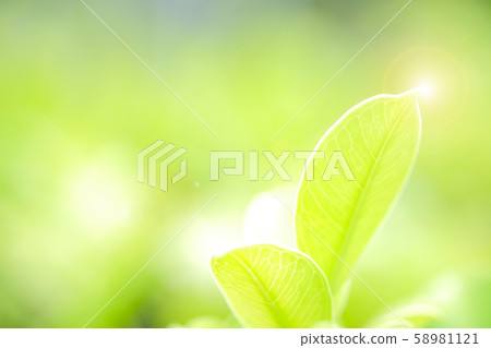 Fresh green leaf on green nature blurred background 58981121