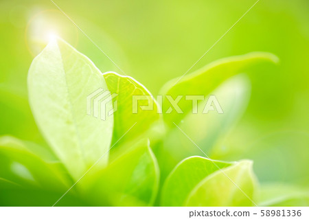 Fresh green leaf on green nature blurred background 58981336