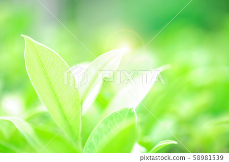 Fresh green leaf on green nature blurred background 58981539