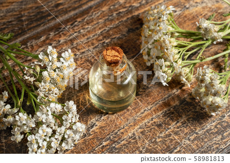 A bottle of essential oil with fresh blooming yarrow plant 58981813