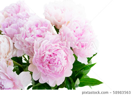 Fresh peony flowers 58983563