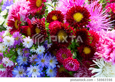 Sunflowers on white 58983598