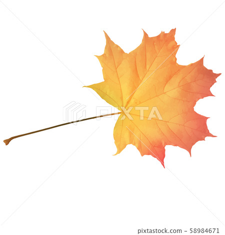 Autumn maple leaf vector on a white background. - Stock Illustration ...