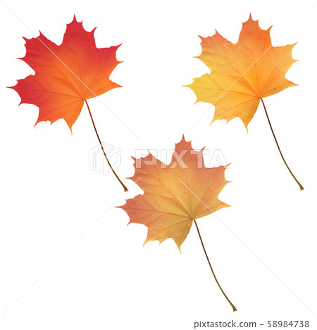Realistic bright colorful autumn fallen leaves. Realistic bright colorful autumn fallen leaves. 58984738