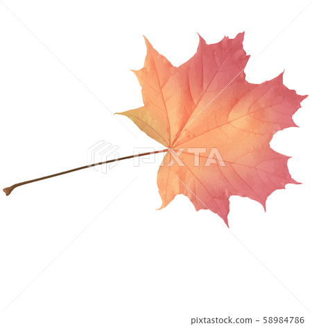 Realistic maple leaf isolated on white background Realistic maple leaf isolated on white background 58984786