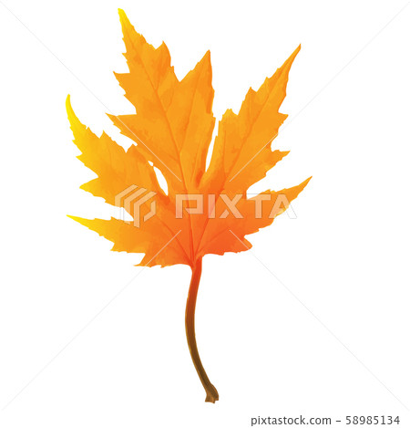 Autumn maple leaf vector on a white background. - Stock Illustration ...