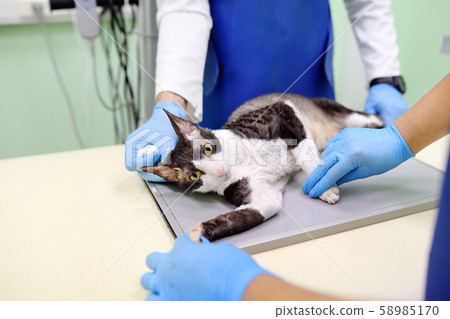 Two veterinarian doctor are going to do an x-ray 58985170