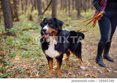 Purebred dog breed sennenhund with owner Purebred dog breed sennenhund with owner 58985246