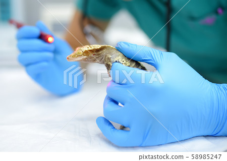 Veterinarian examines a gecko in a veterinary clinic Veterinarian examines a gecko in a veterinary clinic 58985247