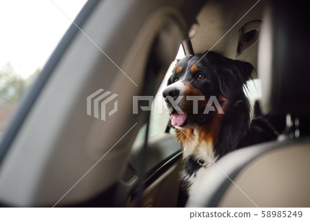 Purebred dog breed sennenhund rides in the car. Purebred dog breed sennenhund rides in the car. 58985249