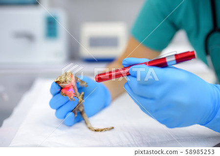 Veterinarian examines a gecko in a veterinary clinic Veterinarian examines a gecko in a veterinary clinic 58985253