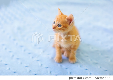 Baby cat. Ginger kitten playing at home. Baby cat. Ginger kitten playing at home. 58985482