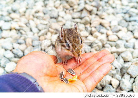 Chipmunk Hand-ride Hidayama Wildflower Nature Garden [Gifu Prefecture] 58986166