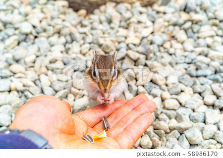 Chipmunk Hand-ride Hidayama Wildflower Nature Garden [Gifu Prefecture] 58986170