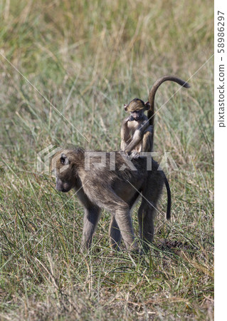 Chacma Baboon - Okavango Delta - Botswana 58986297
