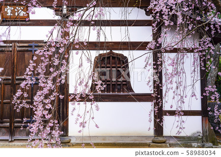 Kenninji bathroom seen through the cherry blossoms 58988034