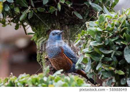 回顧在寶貝樹中下雨的狒狒 58988049