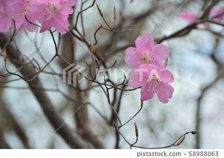 Akaashio (Kashiyama / Torii / Maebashi, Gunma Prefecture) 58988063