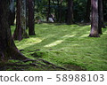 Moss growing garden 58988103