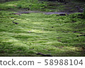 Moss growing garden 58988104