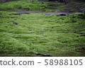 Moss growing garden 58988105