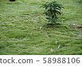 Moss growing garden 58988106