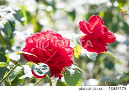 Colorful roses blooming in autumn rose buds Colorful roses blooming in autumn rose buds 58988579