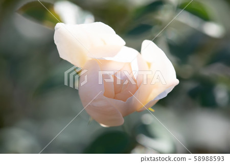七彩玫瑰盛開在秋天玫瑰花蕾 58988593