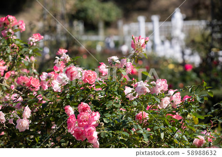 Colorful roses blooming in autumn rose buds Colorful roses blooming in autumn rose buds 58988632