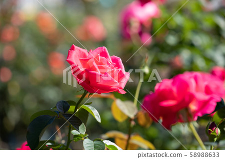 Colorful roses blooming in autumn rose buds Colorful roses blooming in autumn rose buds 58988633