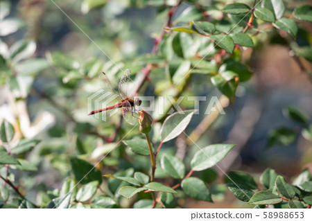蜻蜓飛在秋天的玫瑰花園 58988653