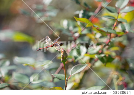 蜻蜓飛在秋天的玫瑰花園 蜻蜓飛在秋天的玫瑰花園 58988654