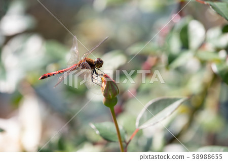 蜻蜓飛在秋天的玫瑰花園 58988655