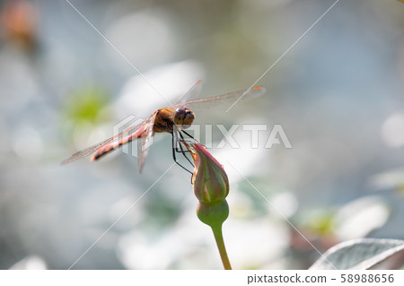 蜻蜓飛在秋天的玫瑰花園 58988656
