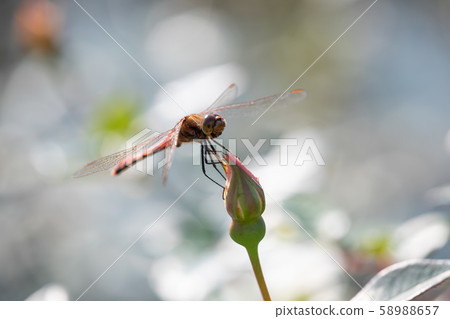 蜻蜓飛在秋天的玫瑰花園 58988657