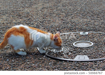 Cat Cat 58988767