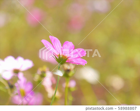 秋花|波斯菊 秋花|波斯菊 58988807