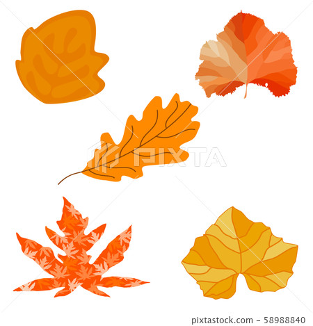 Set of colorful autumn leaves ,isolated on white background Set of colorful autumn leaves ,isolated on white background 58988840