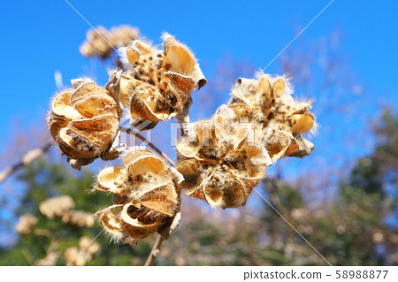 枯萎 枯萎 58988877