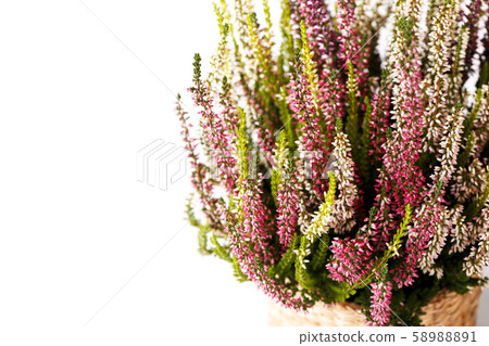 Heather Calluna vulgaris or Erica gracilis flowers 58988891