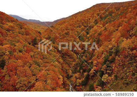 秋天的樹葉 58989150