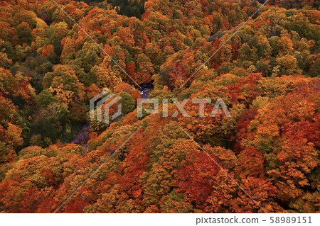 秋天的樹葉 58989151